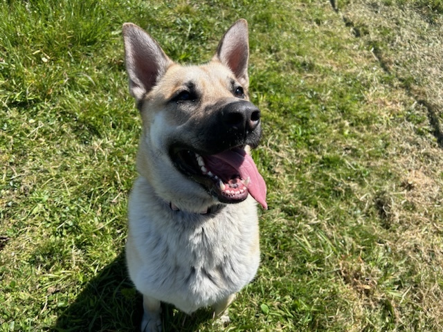 RIZZ, an adoptable Akita, Mixed Breed in McKinleyville, CA, 95519 | Photo Image 1