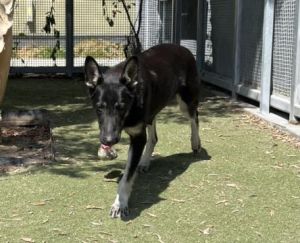 NOVA German Shepherd Dog Dog