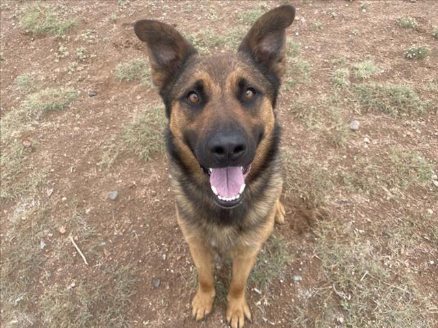 BRUCE, an adoptable Mixed Breed in Santa Fe, NM, 87507 | Photo Image 1