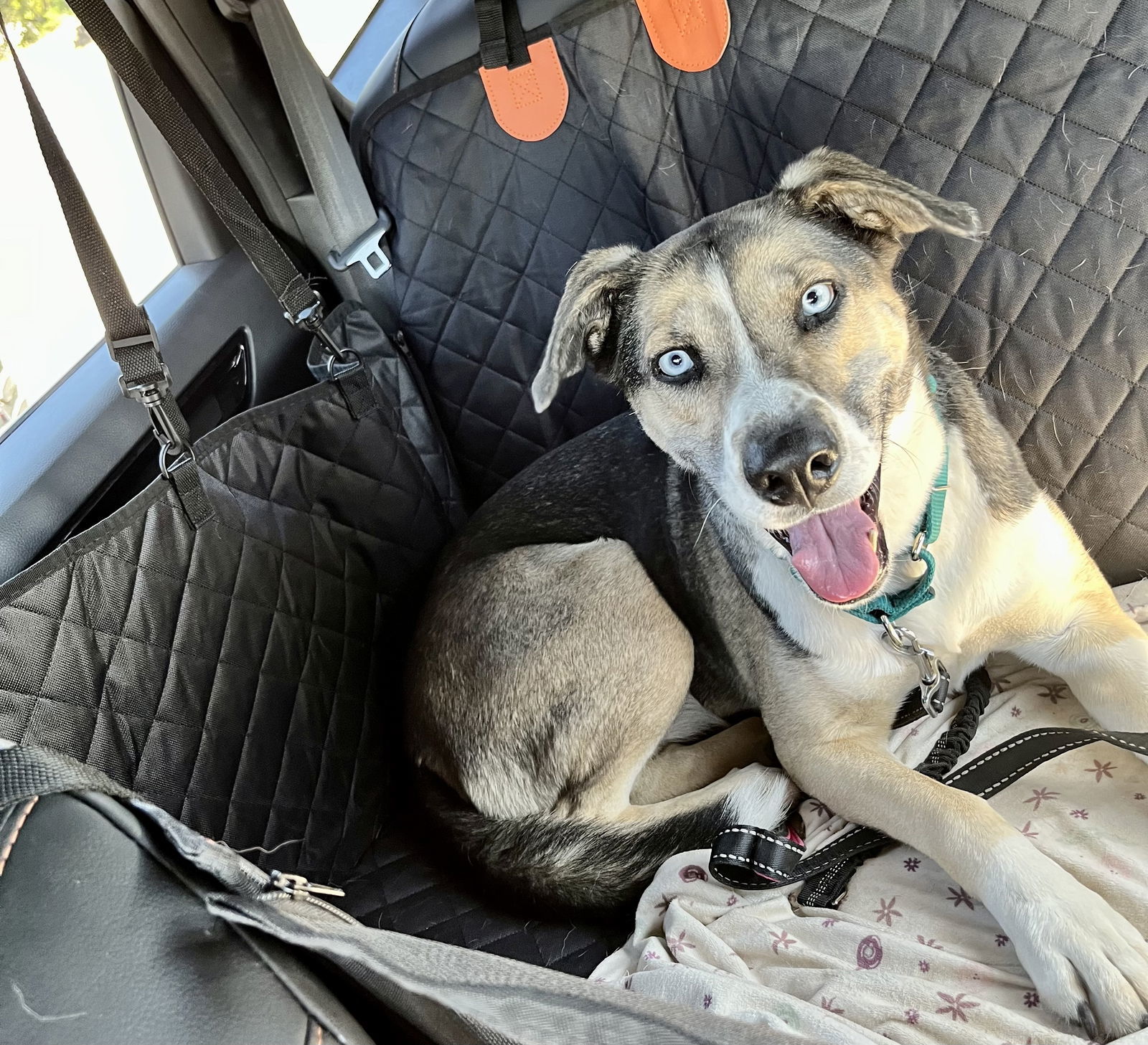 Reese, an adoptable Siberian Husky in Cedar Crest, NM, 87008 | Photo Image 1