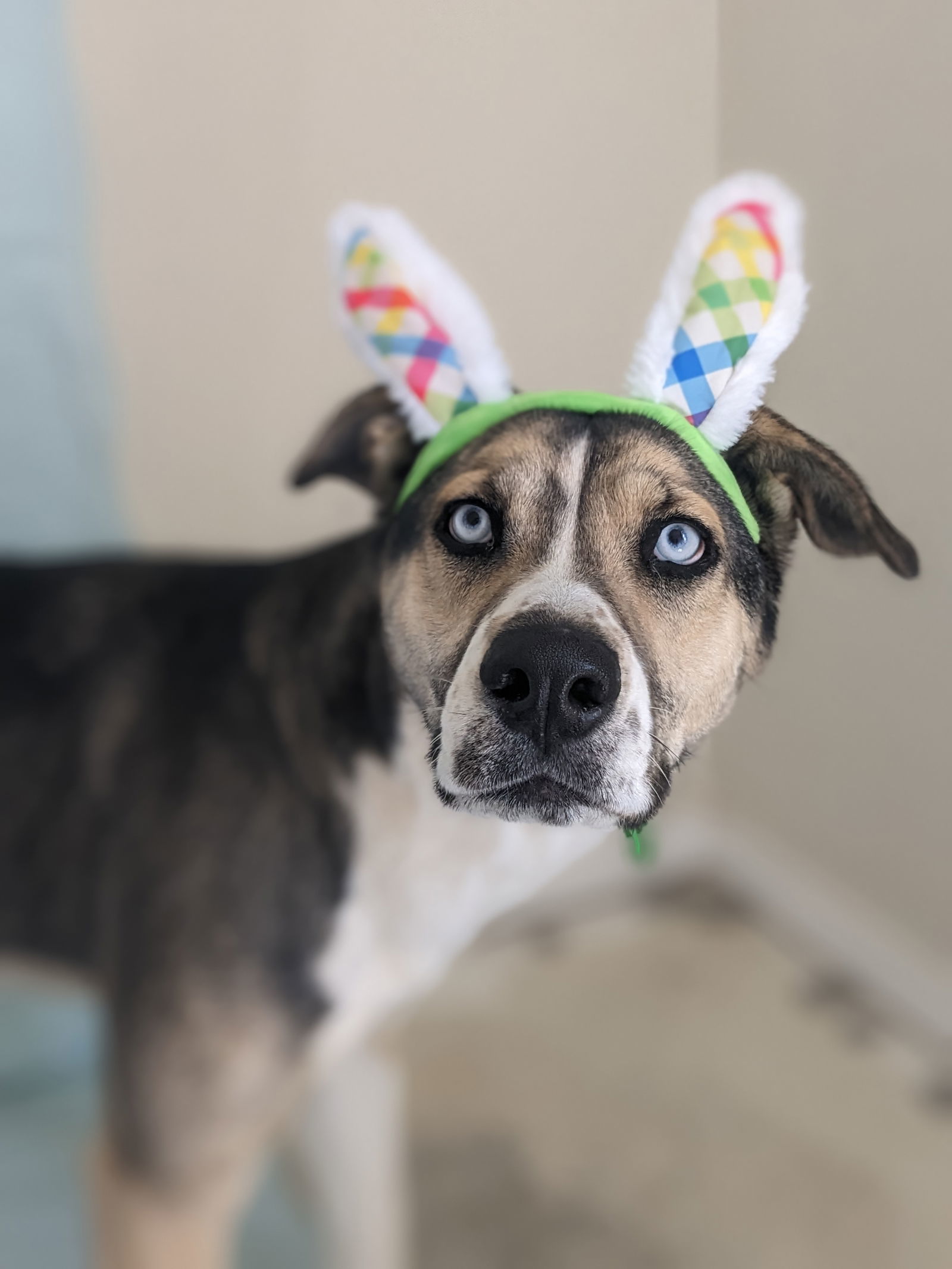 Reese, an adoptable Siberian Husky in Cedar Crest, NM, 87008 | Photo Image 3