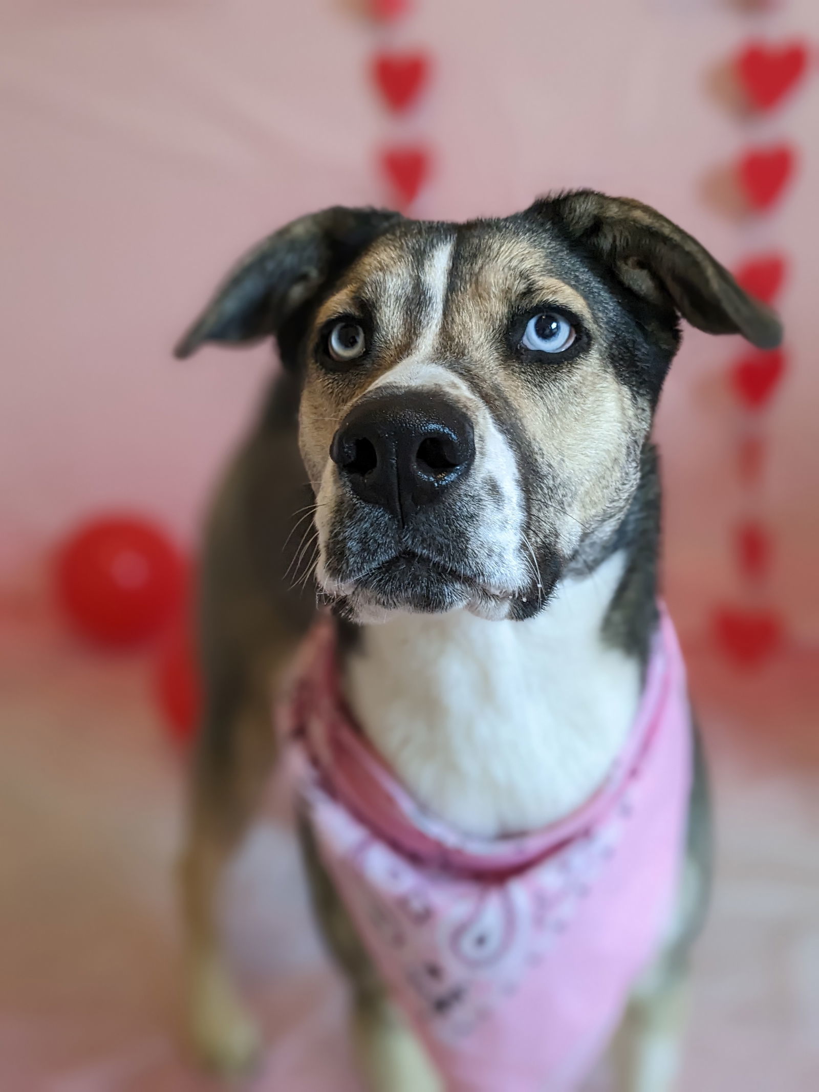 Reese, an adoptable Siberian Husky in Cedar Crest, NM, 87008 | Photo Image 3