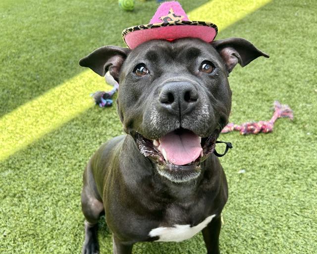 DOE, an adoptable American Staffordshire Terrier, Mixed Breed in Raleigh, NC, 27603 | Photo Image 1