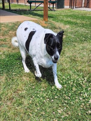 LUNA Rat Terrier Dog