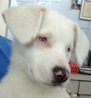 BAILEY, Young Female Mixed Breed