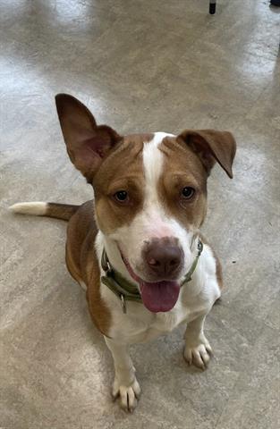 KECHIA, an adoptable Pit Bull Terrier in Akron, OH, 44304 | Photo Image 1