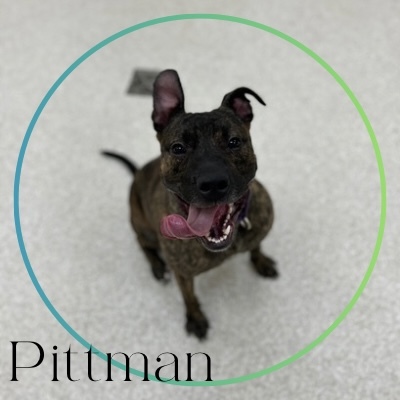 PITTMAN, an adoptable Pit Bull Terrier in Saginaw, MI, 48602 | Photo Image 1