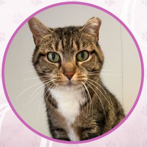 Hermione, Adult Female unknown