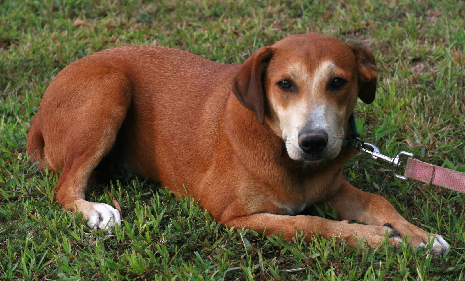 Madison, an adoptable Labrador Retriever, Feist in Attalla, AL, 35954 | Photo Image 1