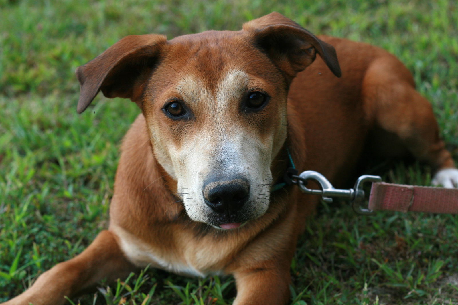 Madison, an adoptable Labrador Retriever, Feist in Attalla, AL, 35954 | Photo Image 6