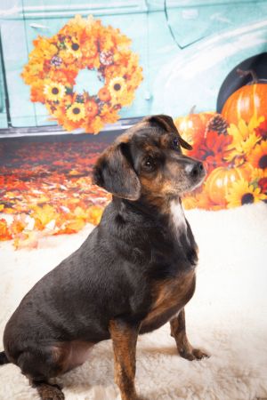 MYA, Adult Female unknown