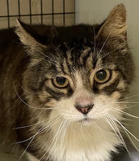 Lenny, an adoptable Domestic Medium Hair in Perry, GA, 31069 | Photo Image 1