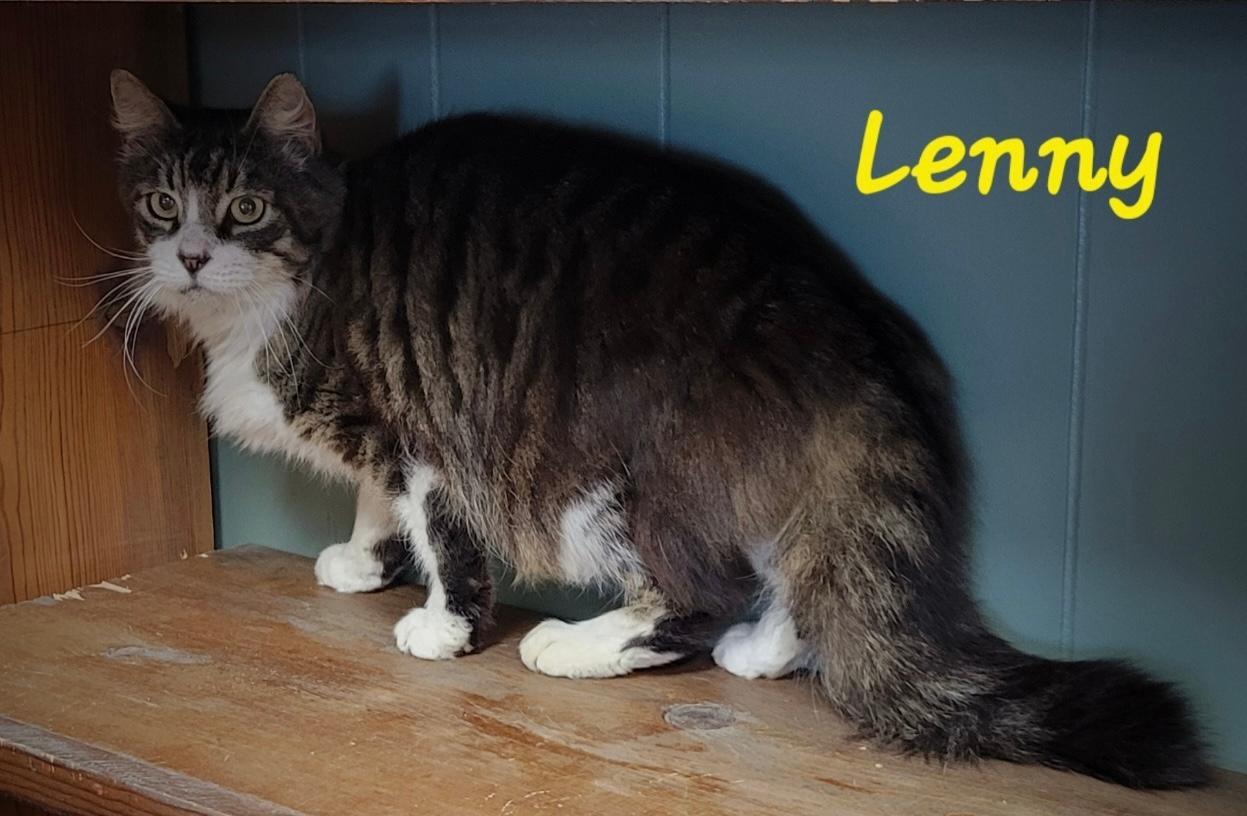 Lenny, an adoptable Domestic Medium Hair in Perry, GA, 31069 | Photo Image 2