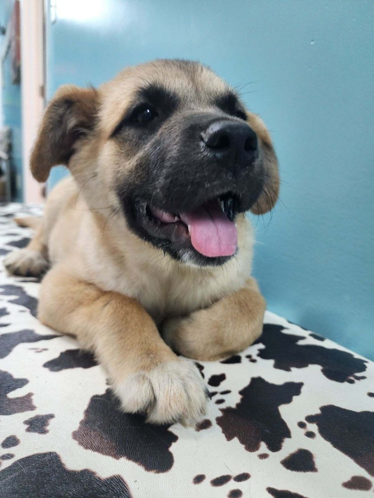 Baxter