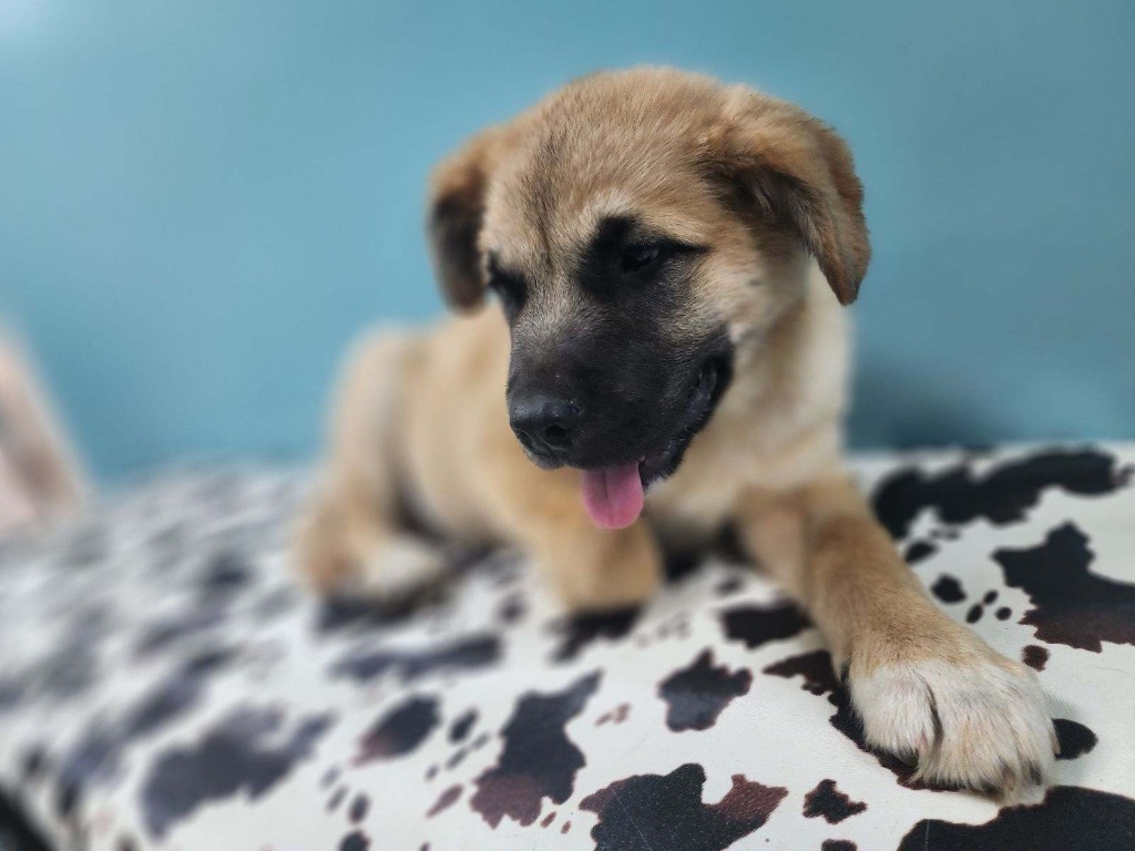 Baxter