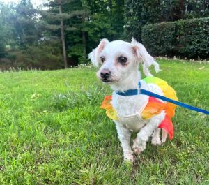 Angel Maltese Dog