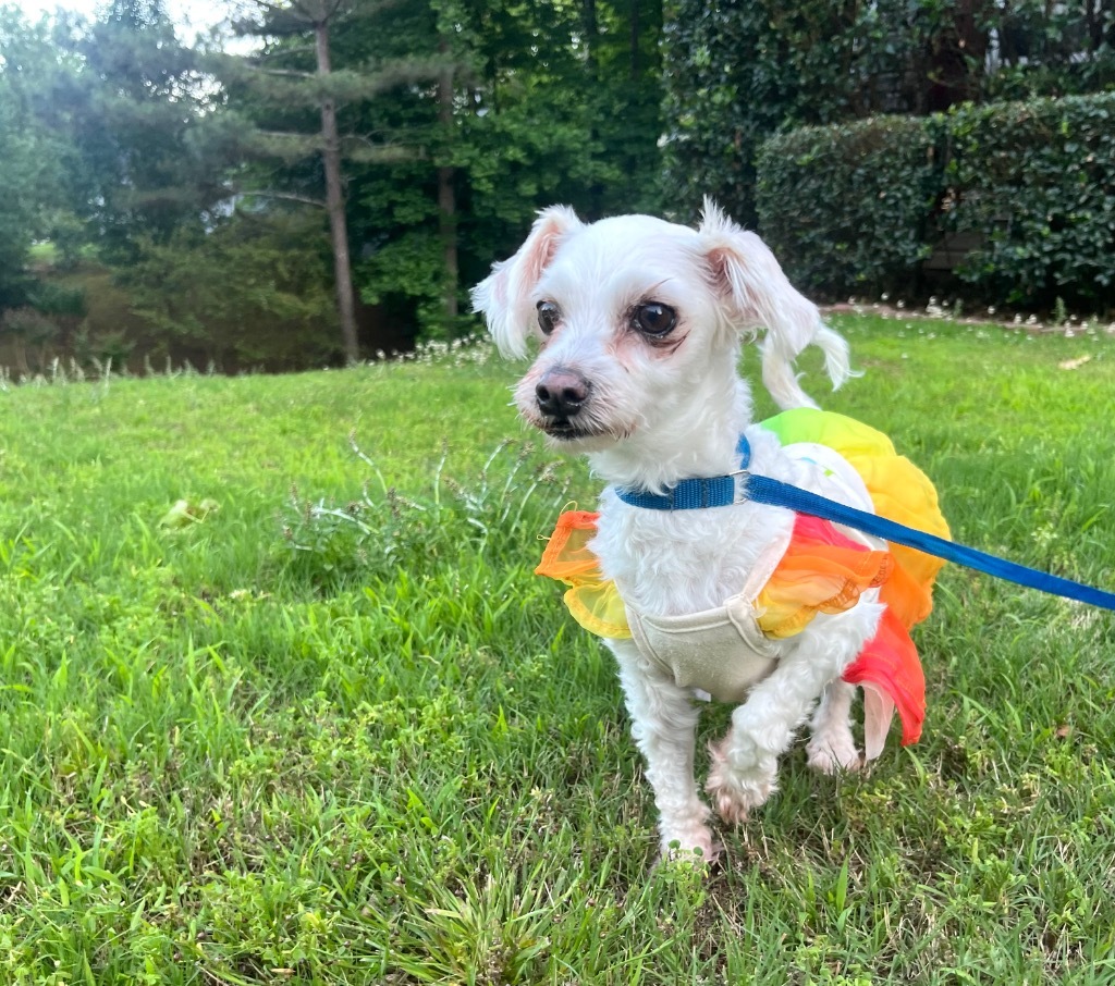 Angel, an adoptable Maltese in Buford, GA, 30519 | Photo Image 1