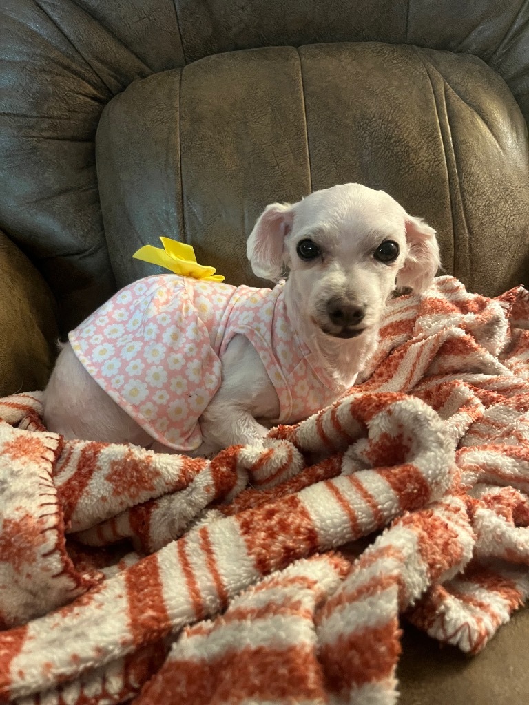 Angel, an adoptable Maltese in Buford, GA, 30519 | Photo Image 2