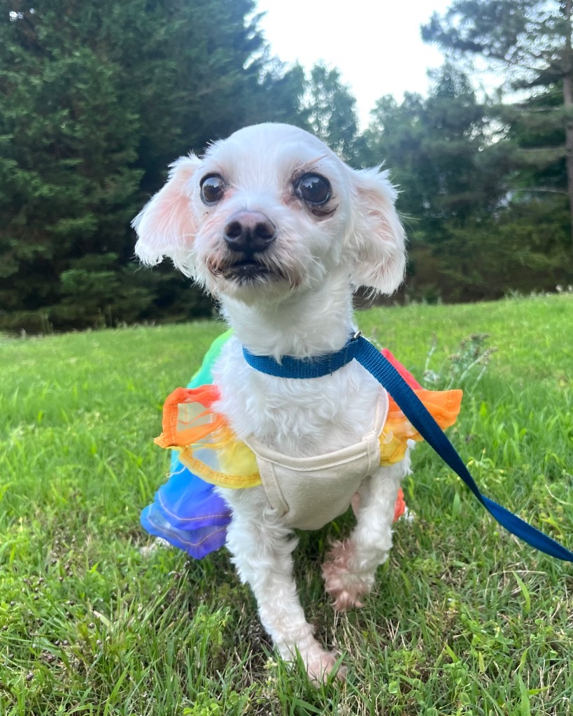 Angel, an adoptable Maltese in Buford, GA, 30519 | Photo Image 3