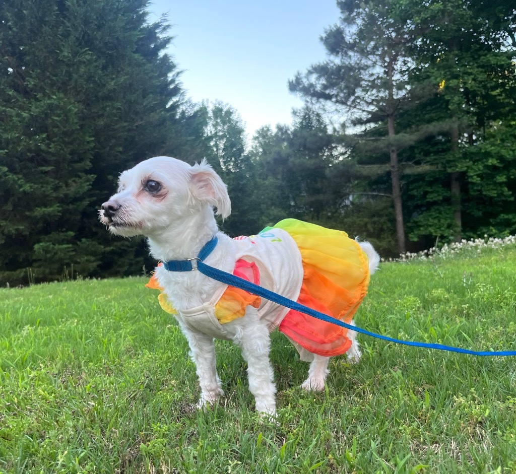 Angel, an adoptable Maltese in Buford, GA, 30519 | Photo Image 4