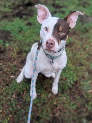 Animal Profile Harvey is an 15 month old male PointerPit bull mix His foster in Texas says he is 