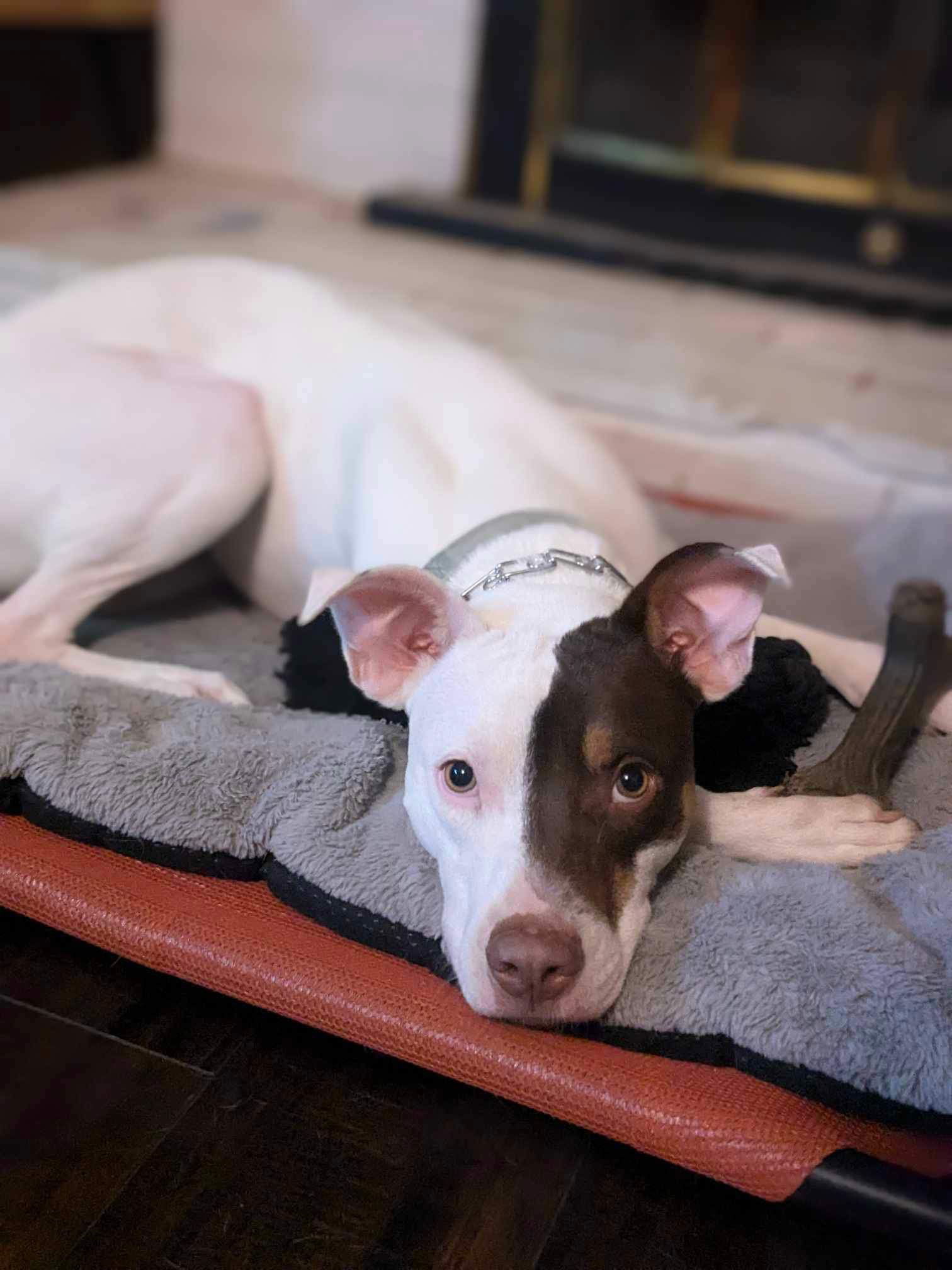 Harvey, an adoptable Pointer, Pit Bull Terrier in Bothell, WA, 98021 | Photo Image 3