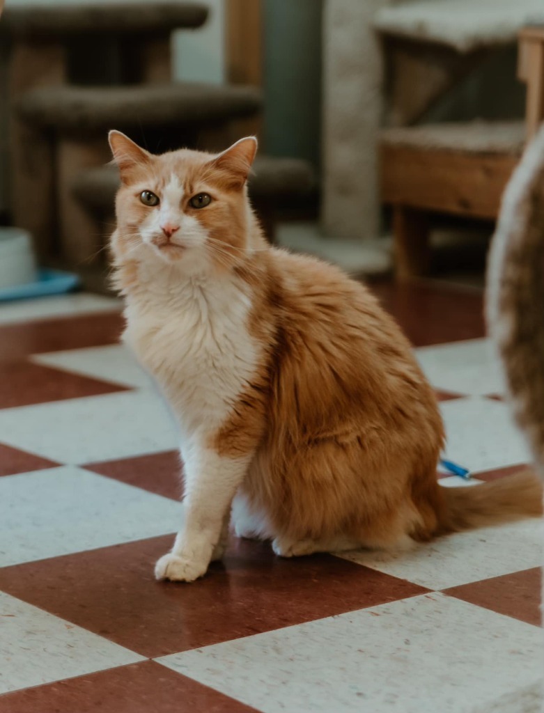 Pedro, an adoptable Domestic Long Hair in Elbow Lake, MN, 56531 | Photo Image 1