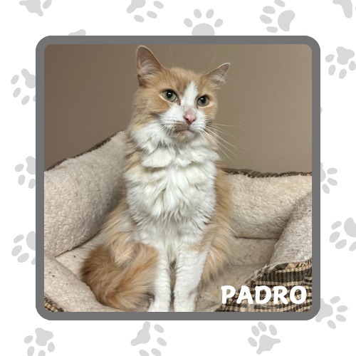 Pedro, an adoptable Domestic Long Hair in Elbow Lake, MN, 56531 | Photo Image 1