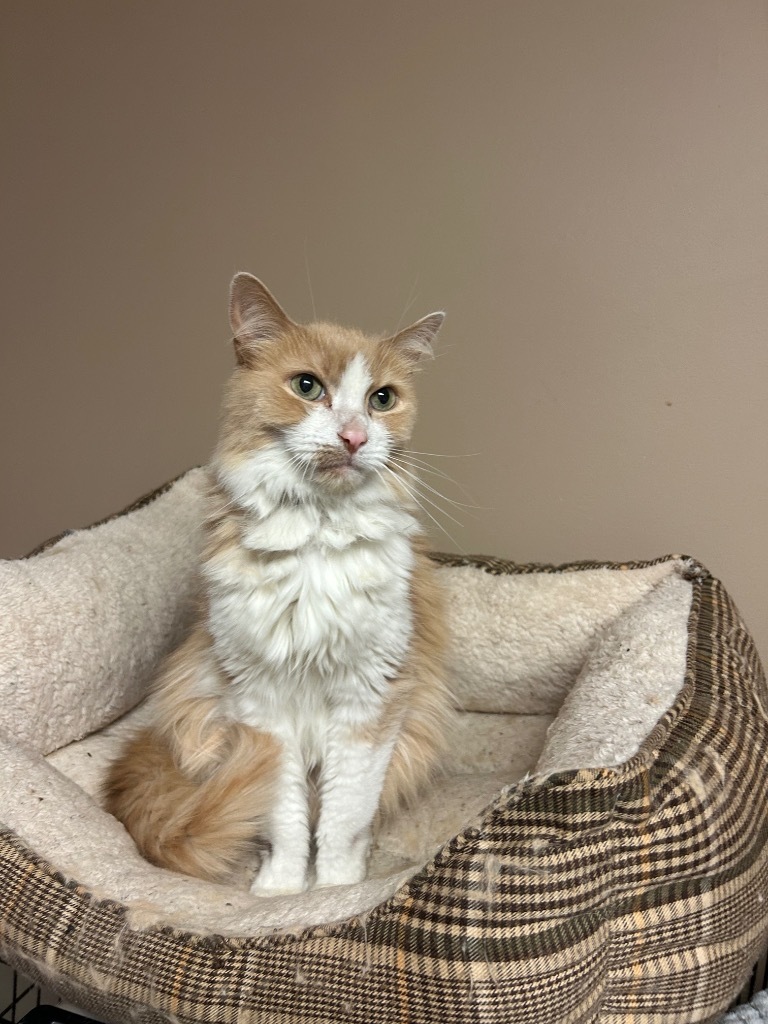 Pedro, an adoptable Domestic Long Hair in Elbow Lake, MN, 56531 | Photo Image 2