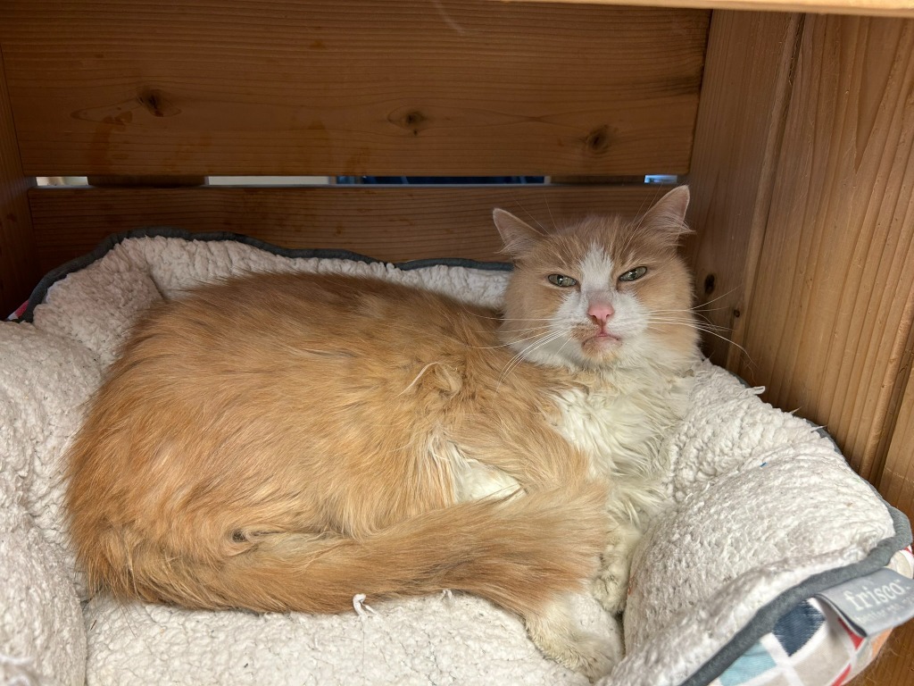 Pedro, an adoptable Domestic Long Hair in Elbow Lake, MN, 56531 | Photo Image 3