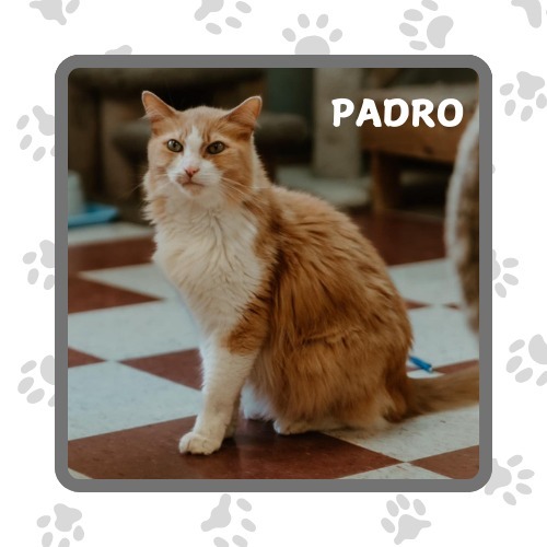 Pedro, an adoptable Domestic Long Hair in Elbow Lake, MN, 56531 | Photo Image 3