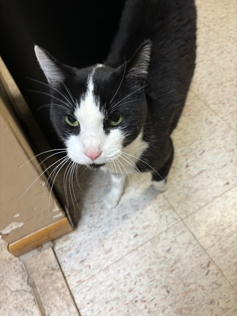 Selly, an adoptable Domestic Short Hair in Elbow Lake, MN, 56531 | Photo Image 1