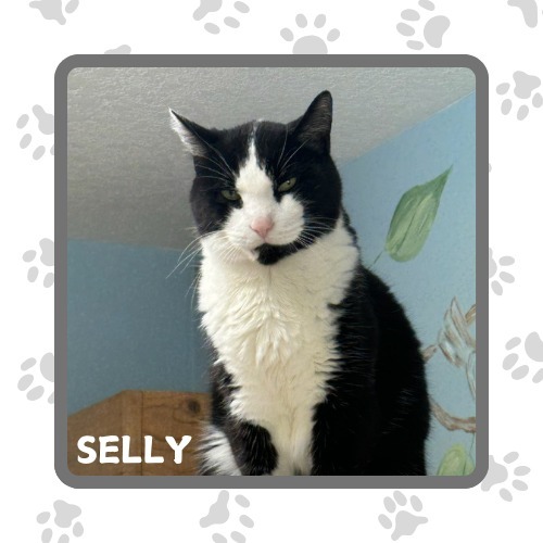 Selly, an adoptable Domestic Short Hair in Elbow Lake, MN, 56531 | Photo Image 1