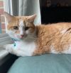 Burtrum (Foster Animal) photo 1