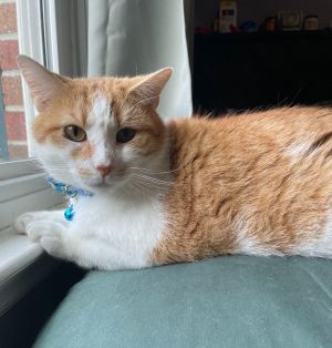 Burtrum (Foster Animal), Adult Male Domestic Short Hair