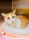 Burtrum (Foster Animal) photo 3