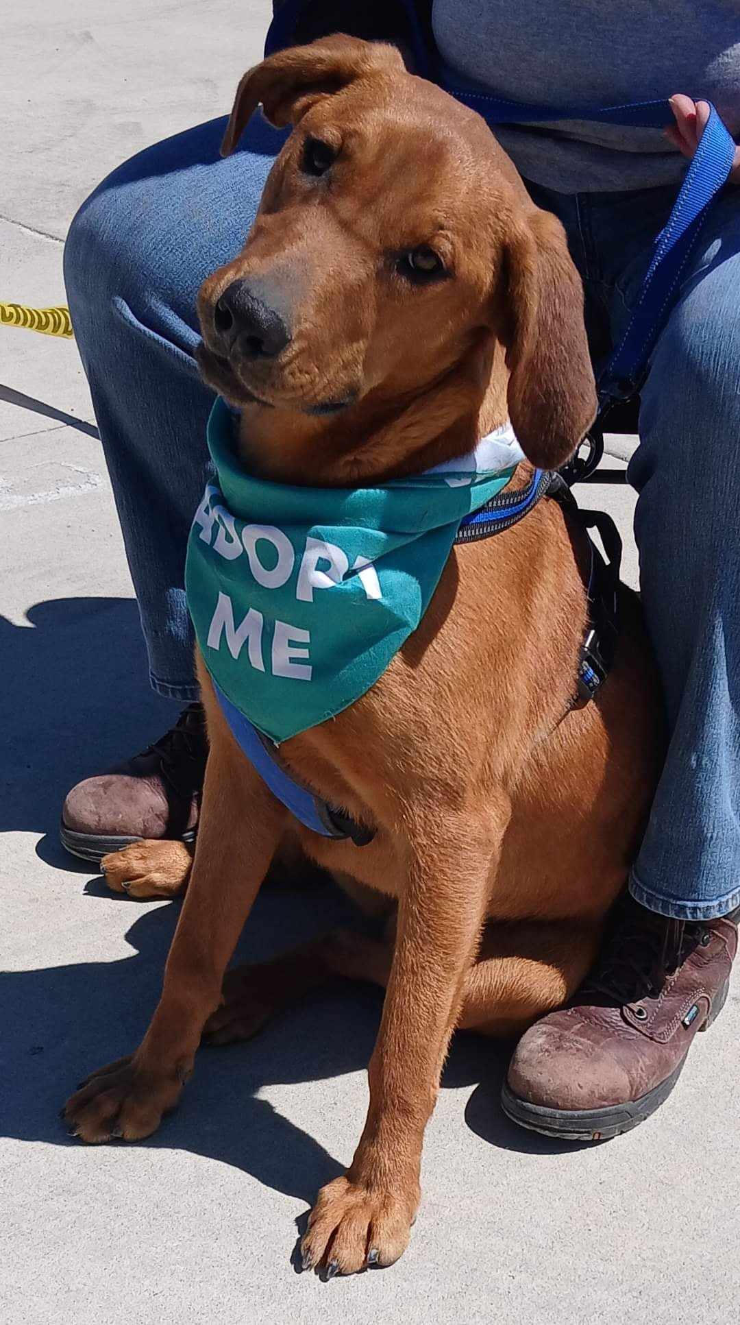 Shimmer, an adoptable Vizsla in Poland, IN, 47868 | Photo Image 1