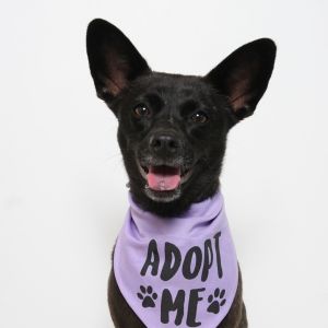 Hey there Im Olivia a three-year-old Chihuahua mix Admittedly Im quite cute but theres more 