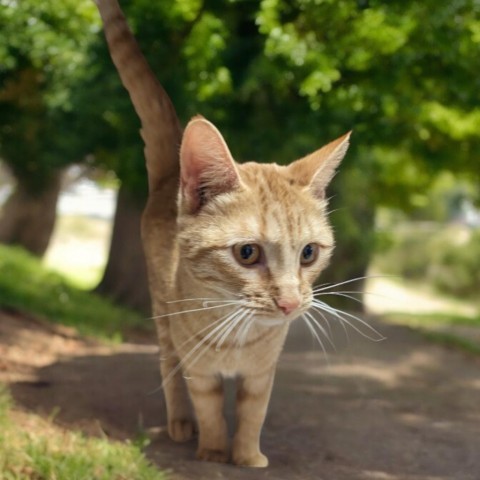 Michelle, an adoptable Domestic Short Hair in Enid, OK, 73703 | Photo Image 2