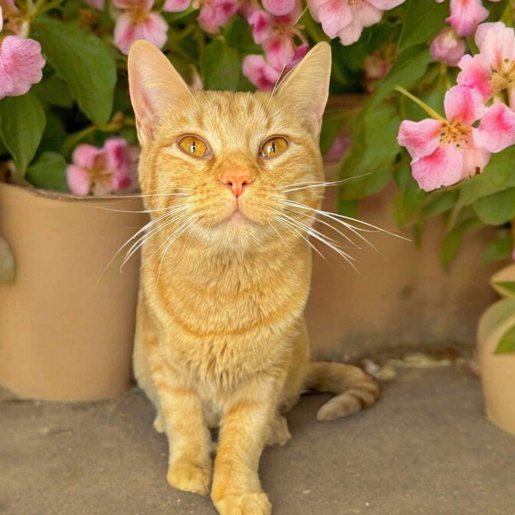 Michelle, an adoptable Domestic Short Hair in Enid, OK, 73703 | Photo Image 2