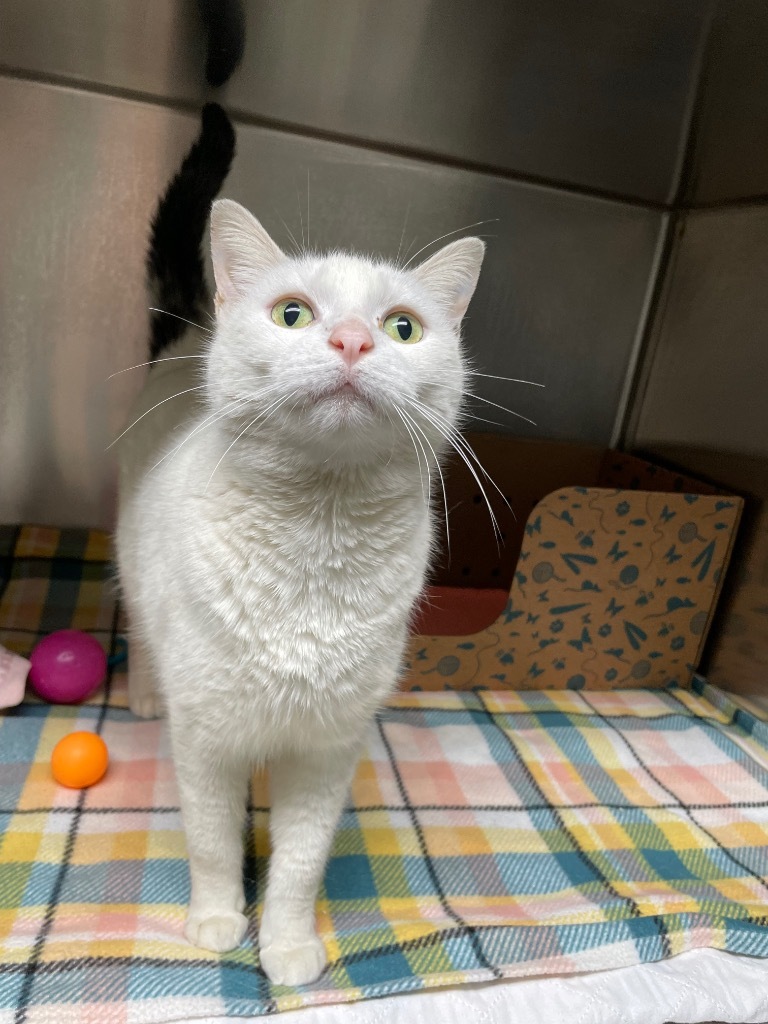 Daisy, an adoptable Domestic Short Hair in Hot Springs, AR, 71901 | Photo Image 1