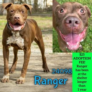 Ranger Terrier Dog