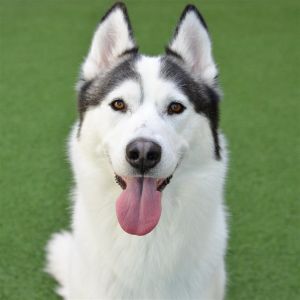 Hello my name is Storm Im a 3 year old 66lb neutered Siberian Husky Im a