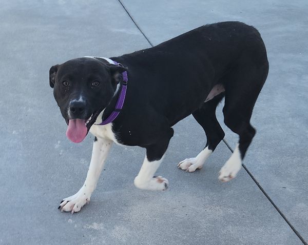 Kingston, an adoptable Labrador Retriever in Knoxville, IA, 50138 | Photo Image 1