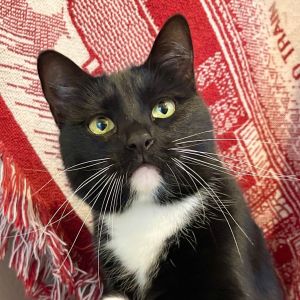 Im Lilo a stunning 5-year-old tuxedo mama with mesmerizing green eyes that wil