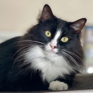 Im Fluff an enchanting long-haired black and white tuxie girl with a sprinkle of white fur intertw