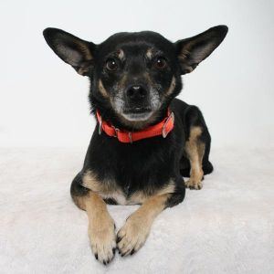 Hey there Im Lobo the four-year-old Chihuahua with a heart as sweet as sugar Lifes been one big
