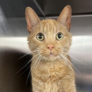 Meet Panini a handsome 7-year-old male orange tabby cat Panini exudes warmth and charm with his vi