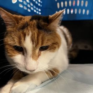 Meet Plum a delightful 8-year-old female calico cat Plum is a gentle and affectionate feline compa