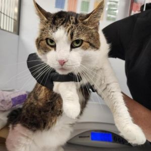Meet Ichabod a handsome 6-year-old male brown tabby and white cat Ichabod is a